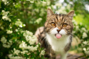 cute tabby white cat outdoors in nature sticking out tongue looking at camera cute tabby white cat outdoors in nature sticking out tongue looking at camera